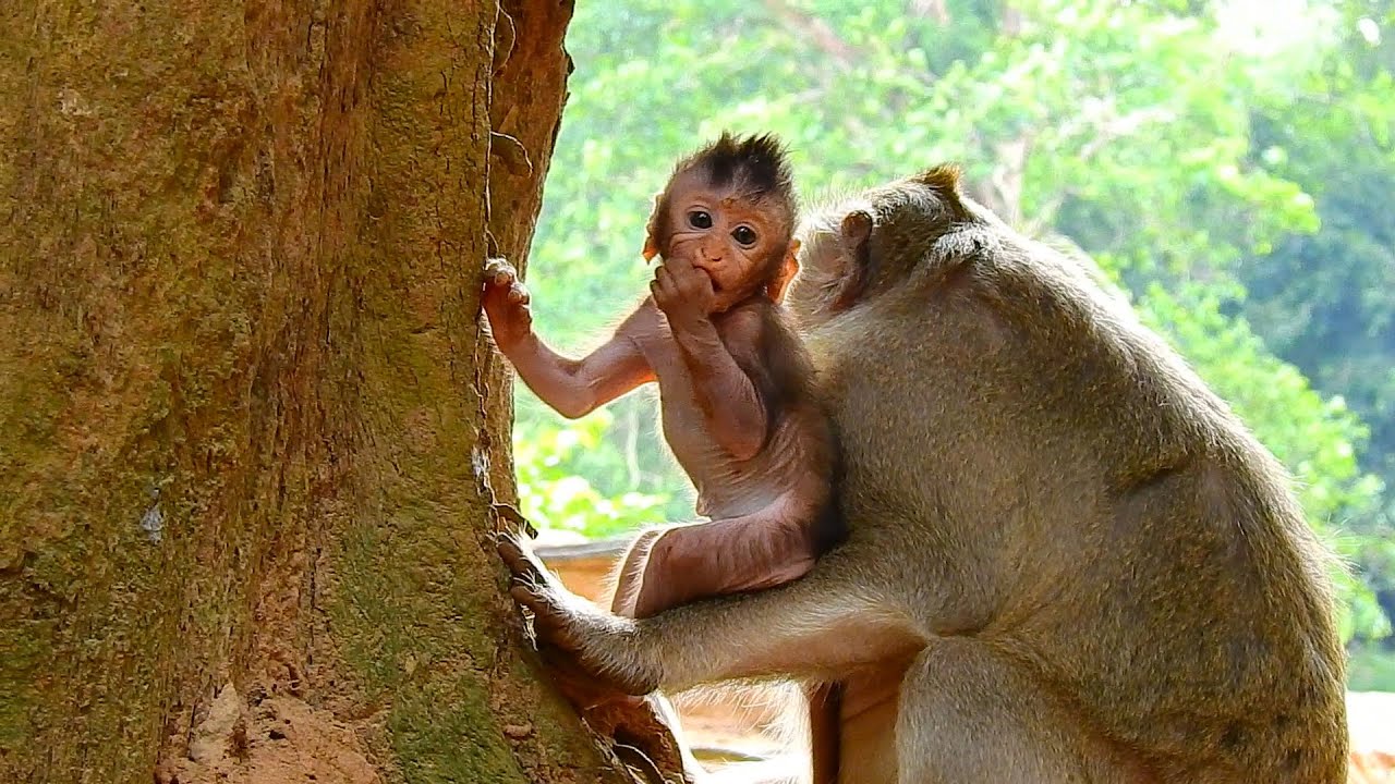 SO CUTE NEWBORN BABY CINN VS MOM CRUELA