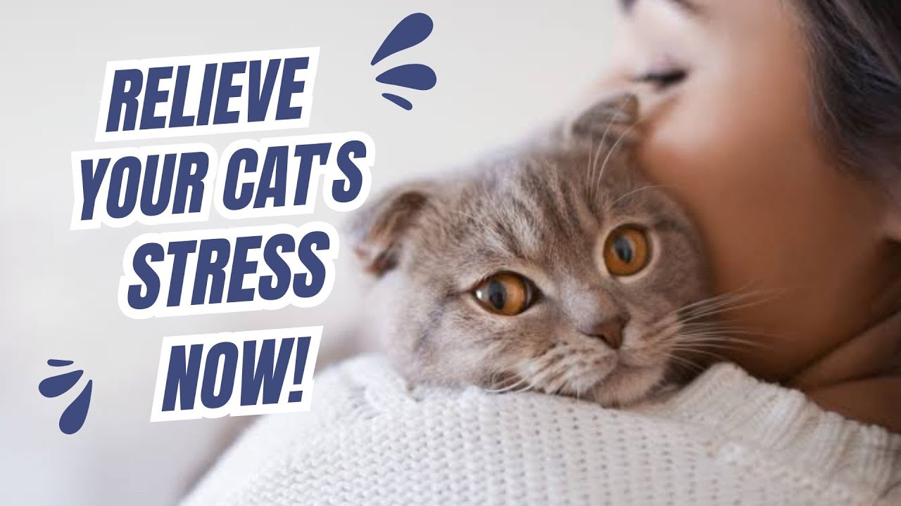 How to Help Your Cat with Anxiety and Stress