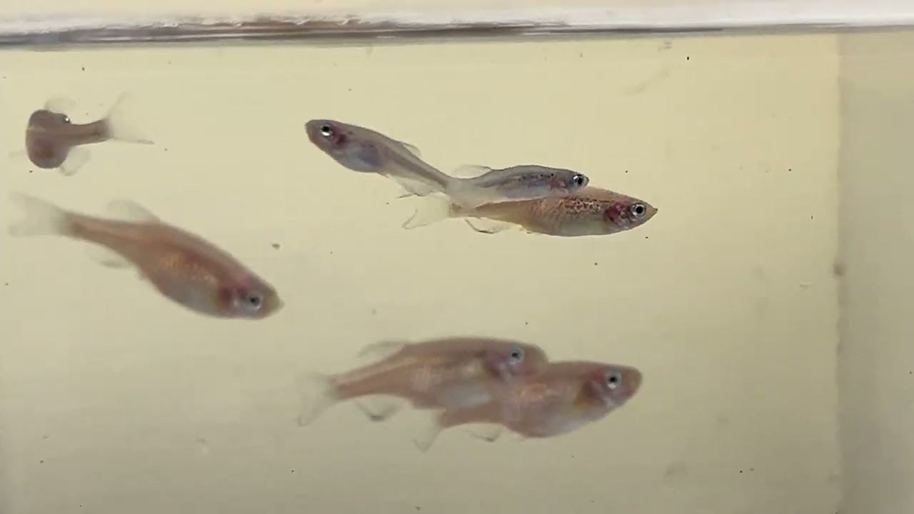 260211-1-班馬魚示範缸早安