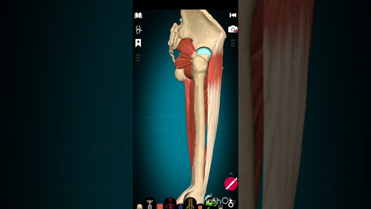 Muscles of lower limb 