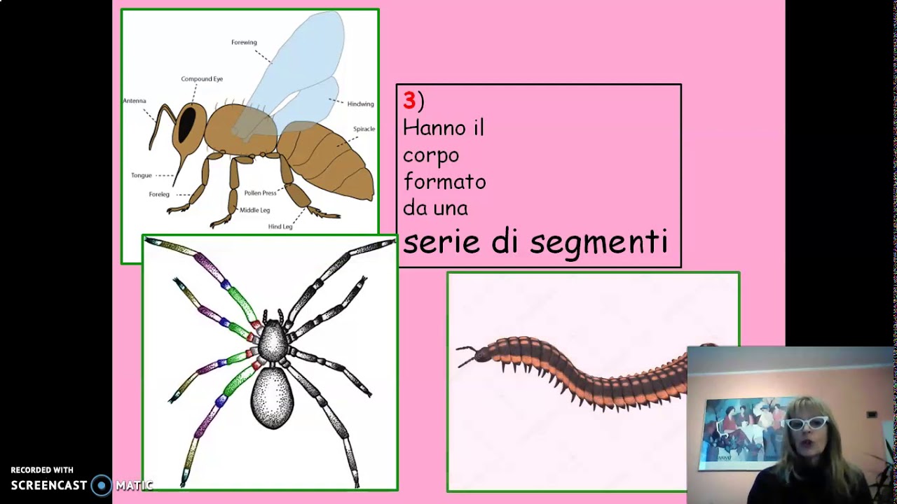 gli Artropodi