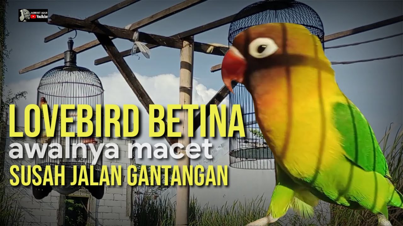 LOVEBIRD BETINA!!! REXSONA AWALNYA MACET BUNYI SUSAH (JALAN GANTANGAN)