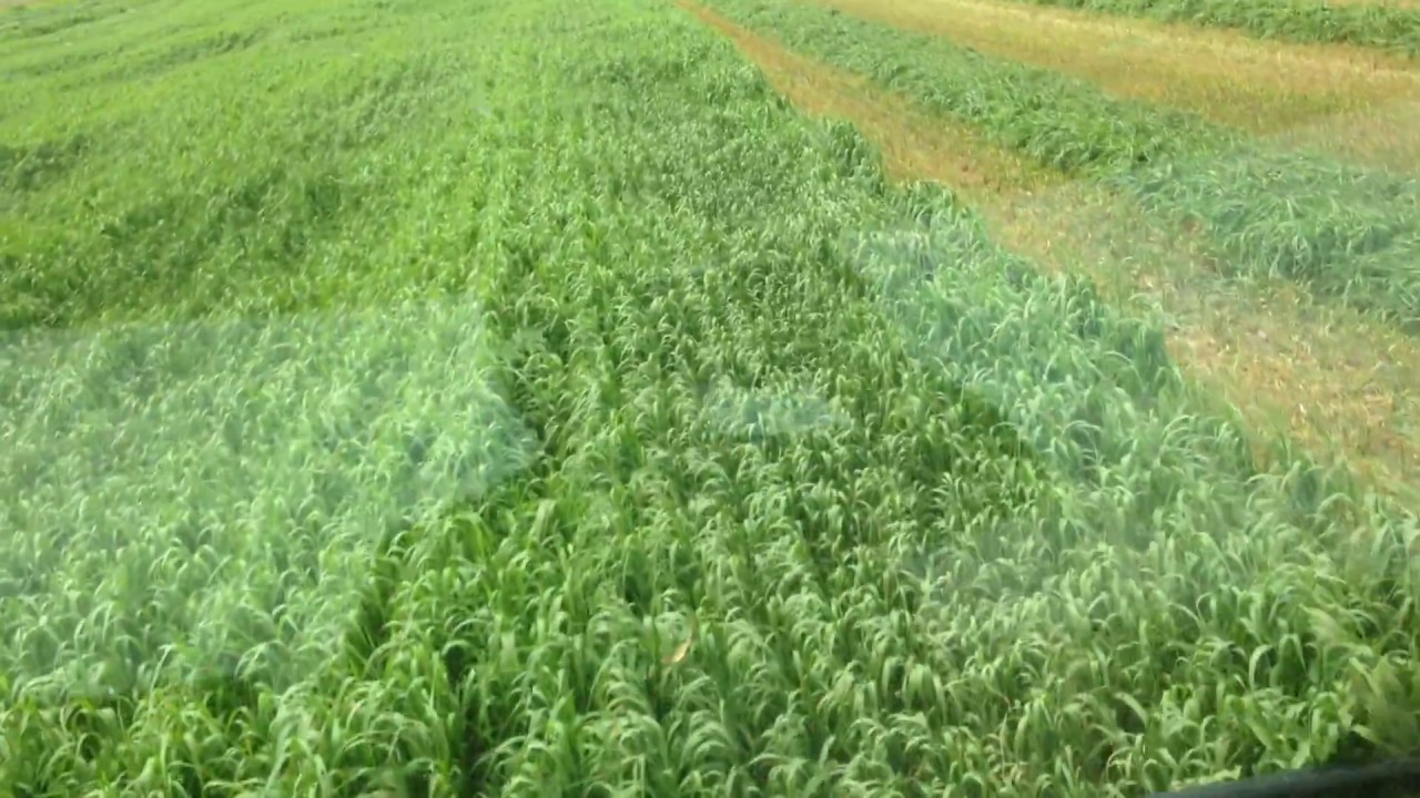 Millet or Sorghum?