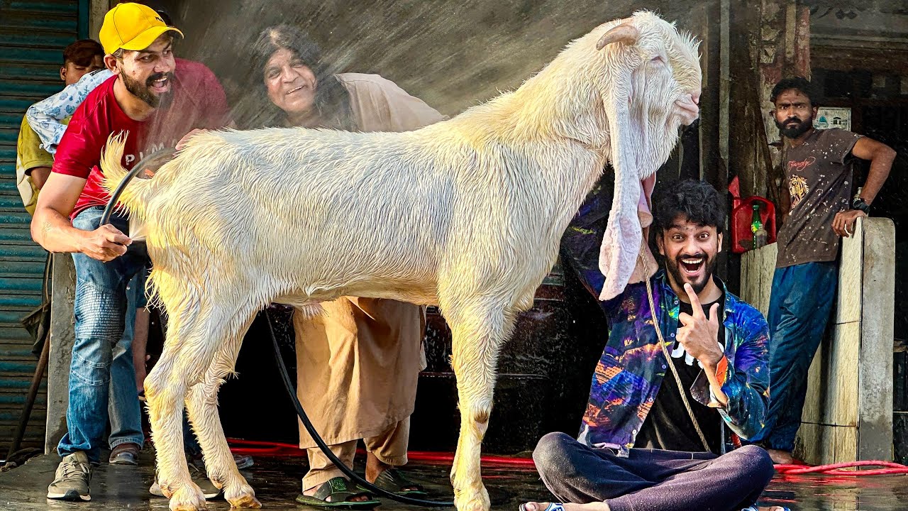 GABBAR BHAAG GAYA😭 | Biggest Bakra | MISHKAT KHAN