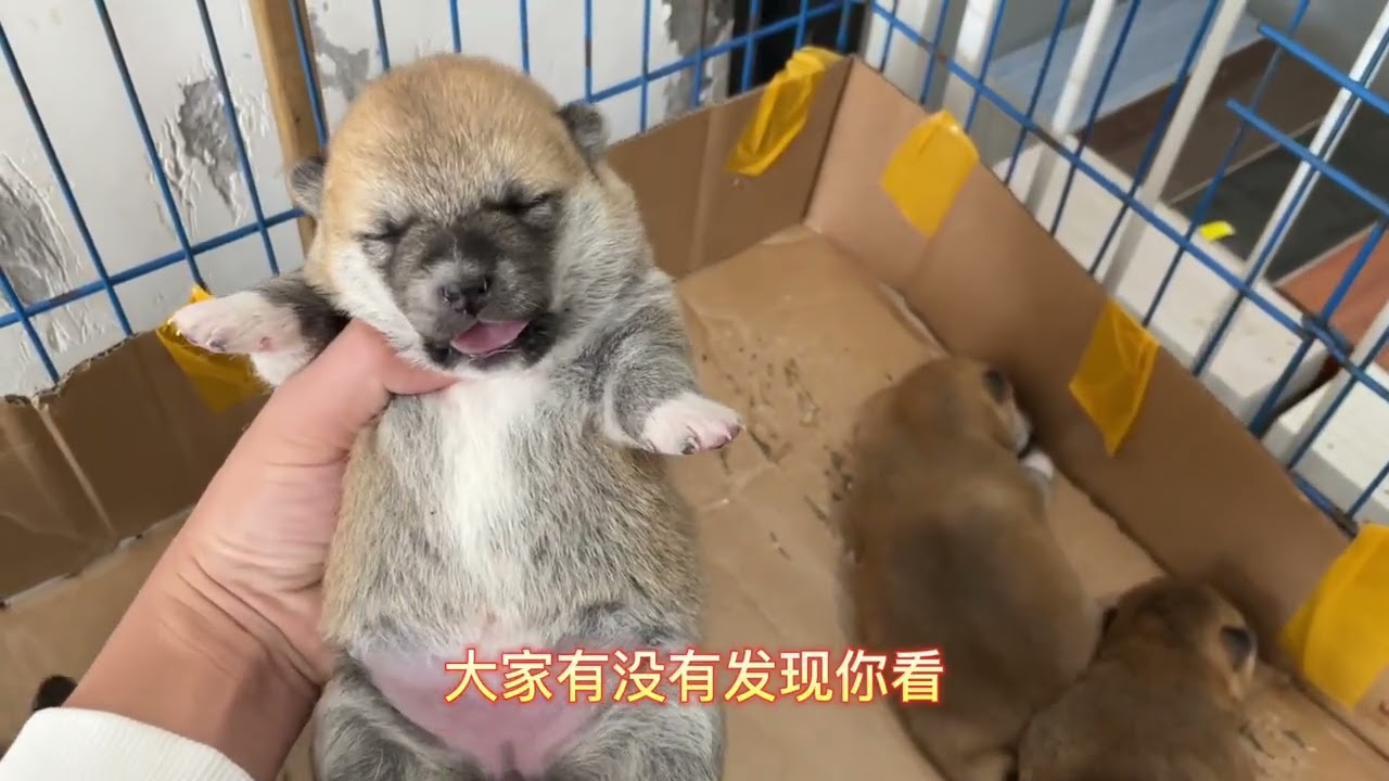 刚出生的小柴犬，吃奶的姿势一模一样，没想到脾气却大不相同