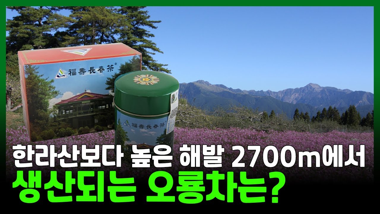 한라산보다 높은 해발 2600m~2700m에서 생산되는 대만 우롱차 복수장춘차