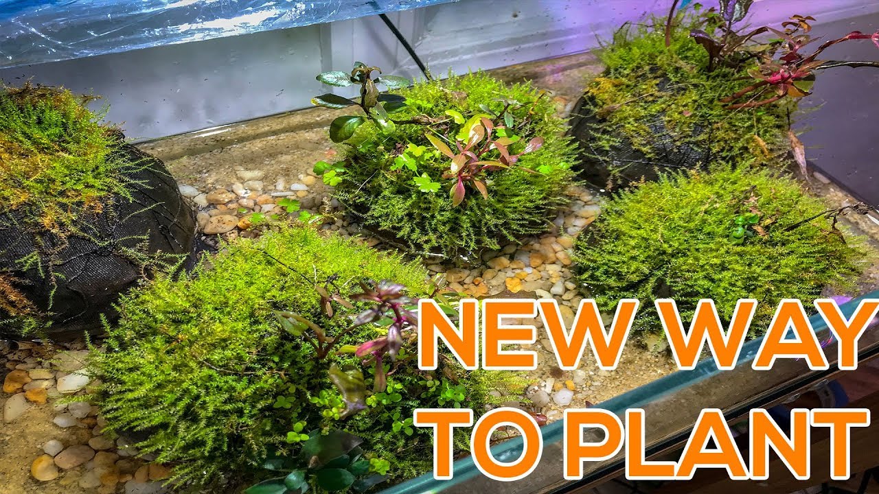 WABI KUSA DIY TUTORIAL