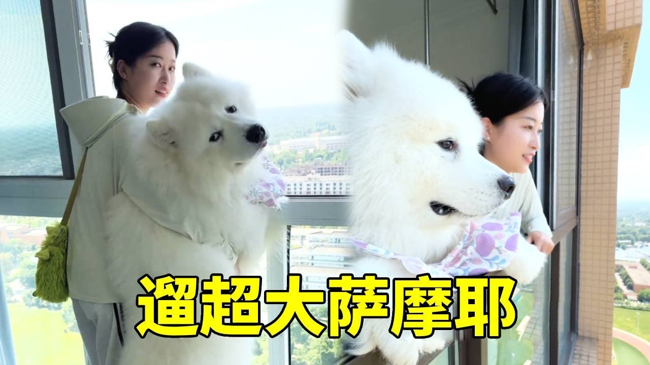 今天挑战上门遛一只超大的萨摩耶！不仅活泼好动还是一只会“暴力冲”的狗狗，站起来跟我一样高根本拦不住！【疯铲姐妹】