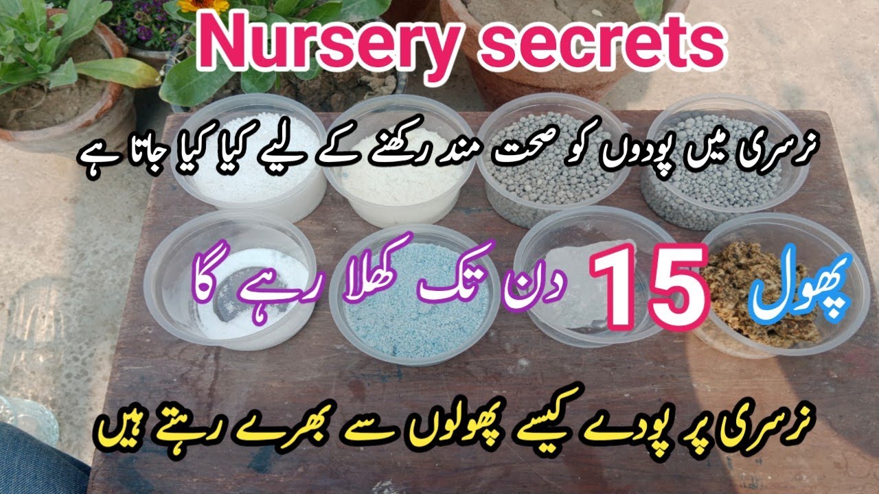 Nursery secrets / Nursery me use ki jane wale fertilizer jo kisi ko nhi pta