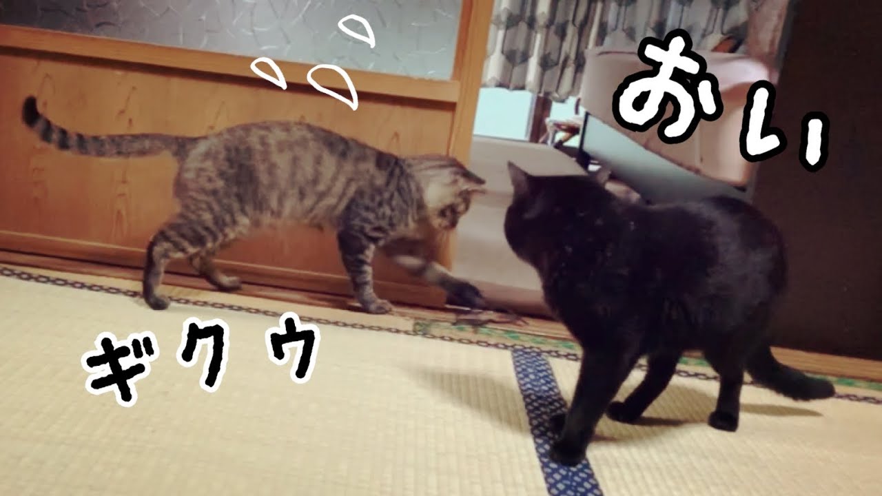 いたずらが見つかって怒られる猫 Naughty cat