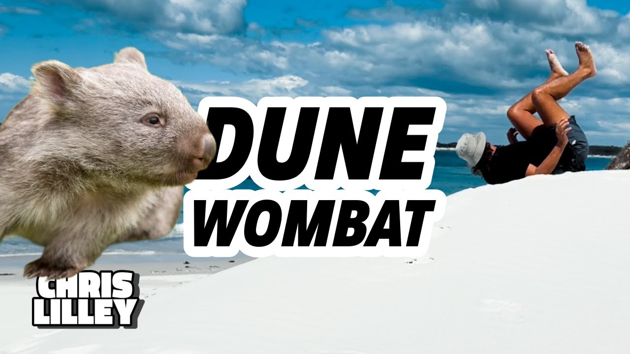 Dune Wombat - Tasmania