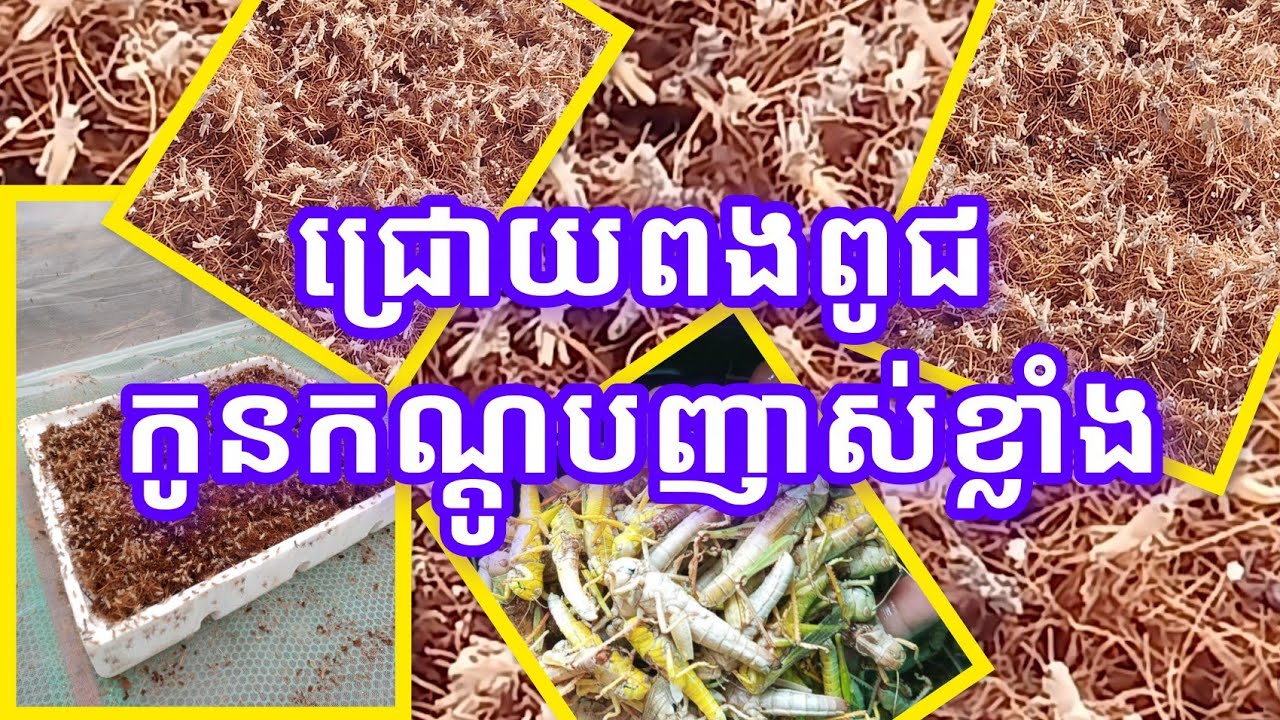 ជ្រោយពងពូជកូនកណ្តូបញាស់ខ្លាំង