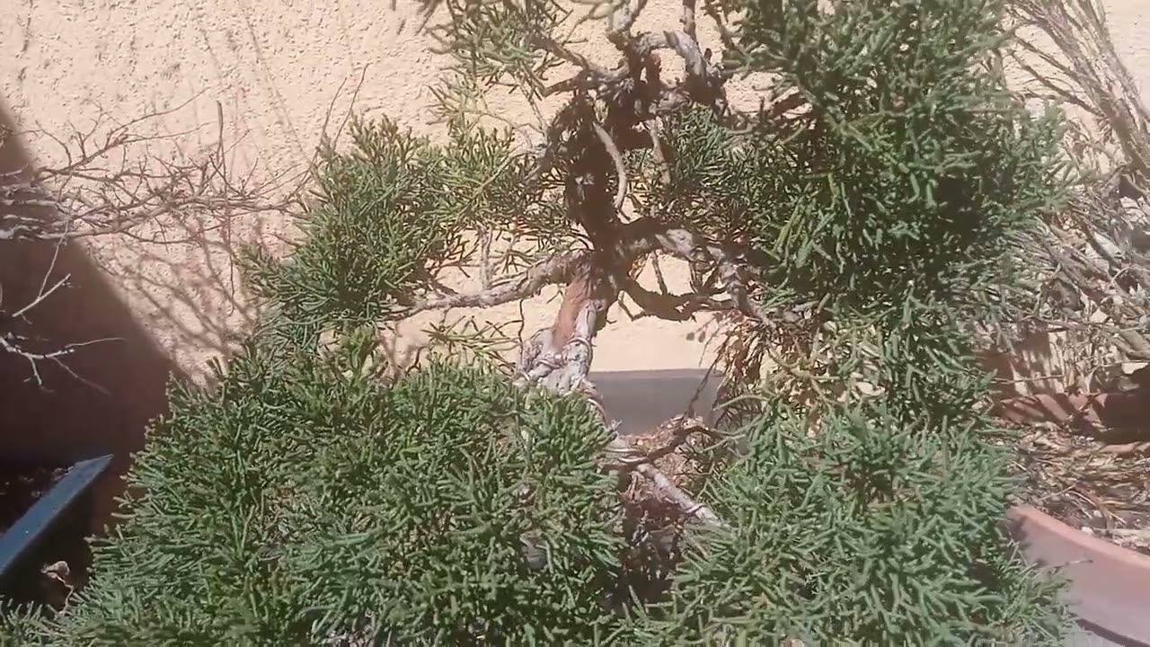 Vuelven Los VIDEOS/Chinnensis KISHU/Samuel Sánchez Bonsai