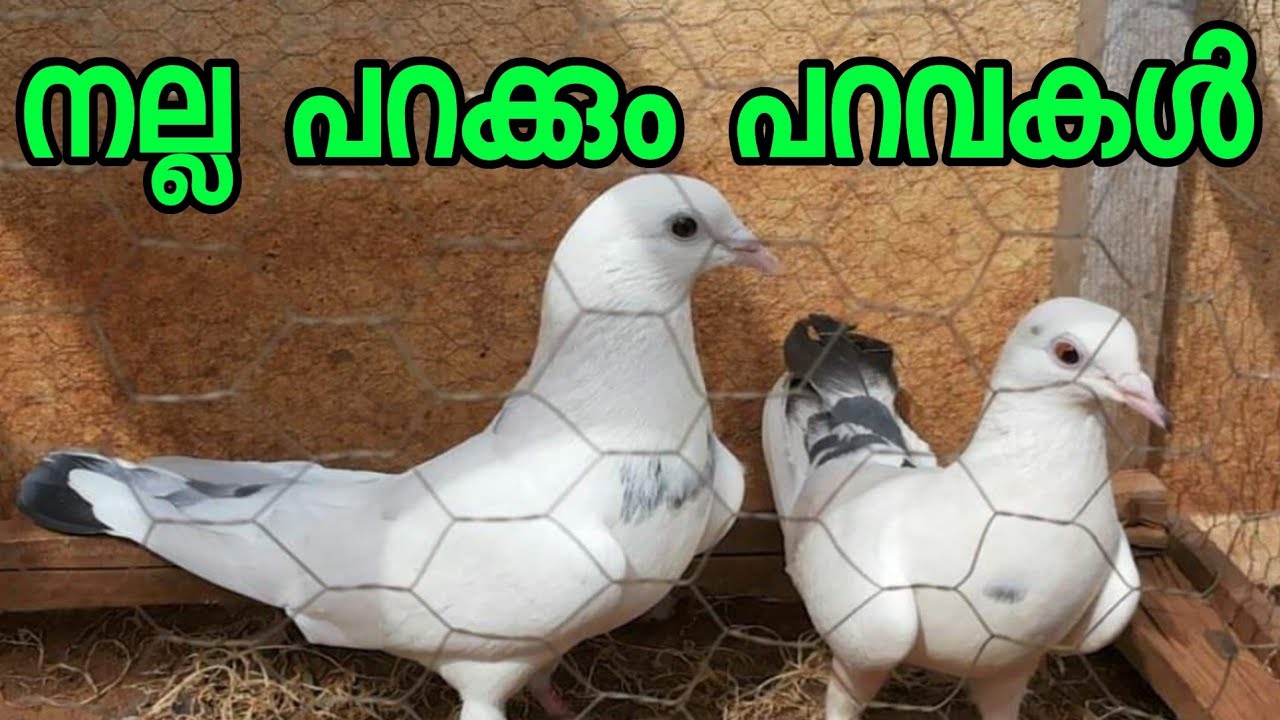 #parava  //Top high quality pigeon// #pigeon