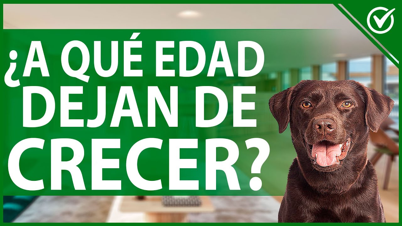 🐩 A qué Edad Dejan de Crecer los Perros - Guía de Crecimiento por Raza y Hábitos 🐩📏