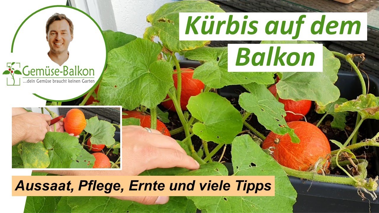 Kürbis 🎃 auf dem Balkon anbauen: Anzucht 🌱, Umtopfen, Triebe, Pflege, Düngen vom Samen bis zur Ernte