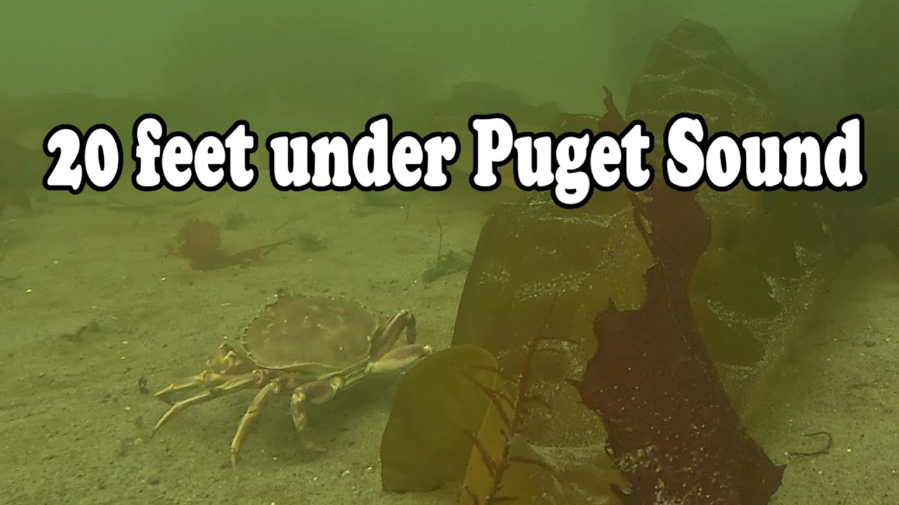 I dropped my GoPro rig 20 feet under Puget Sound.