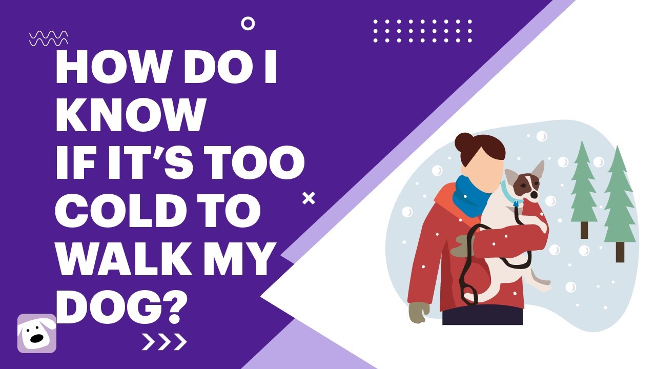 [Dog Walking] How To Know if It's Too Cold to Walk Your Dog