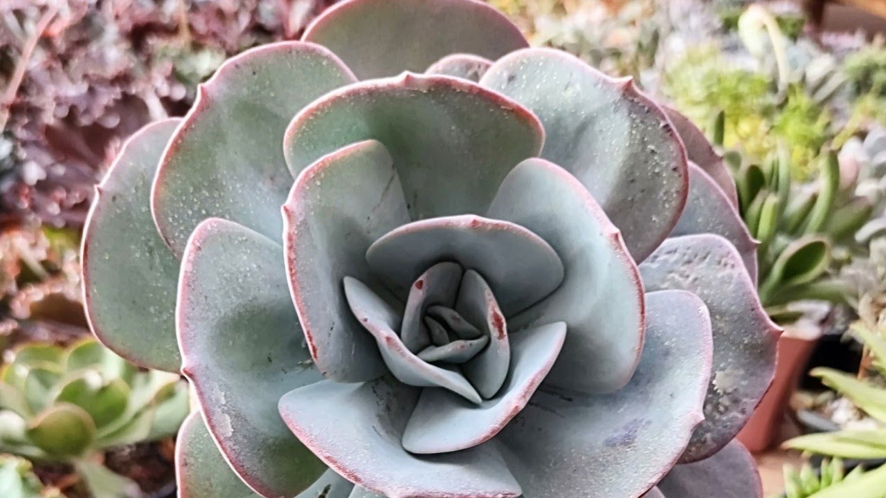 COMO TER UMA ECHEVERIA GILA GIGANTE #plantas #jardimdesuculentas #suculents