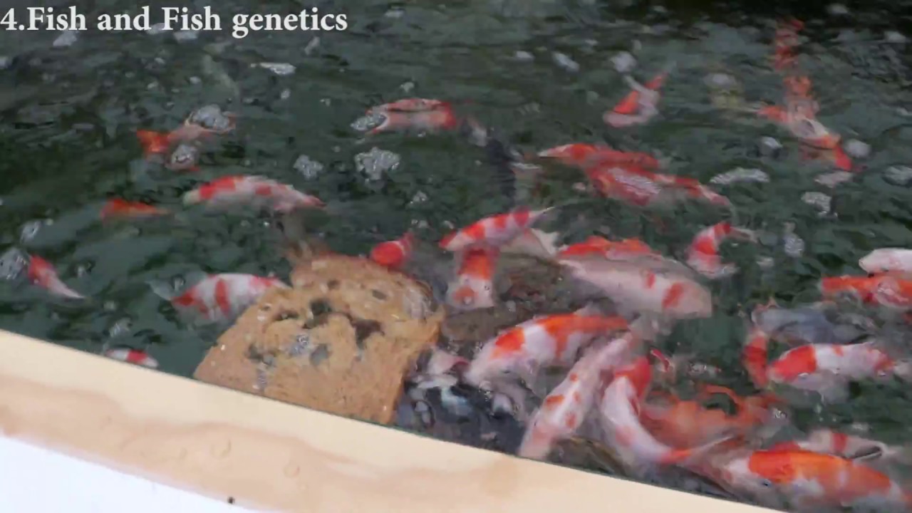 How to get little koi to grow into big koi