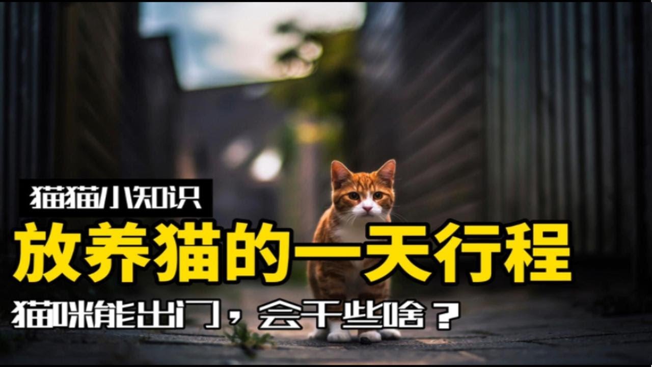 放养猫的一天是怎么过的？猫猫之间竟有这种交易
