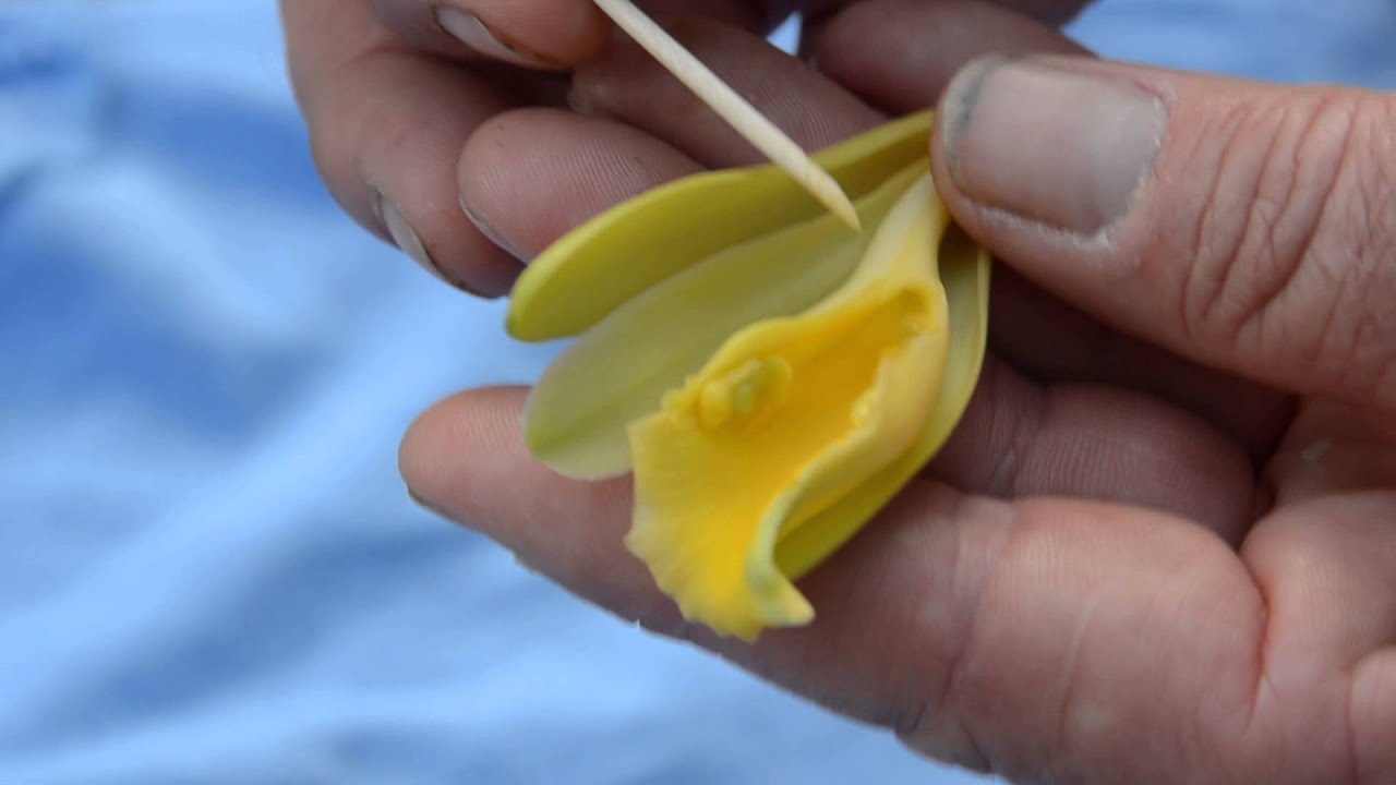 Vanilla pompona pollination
