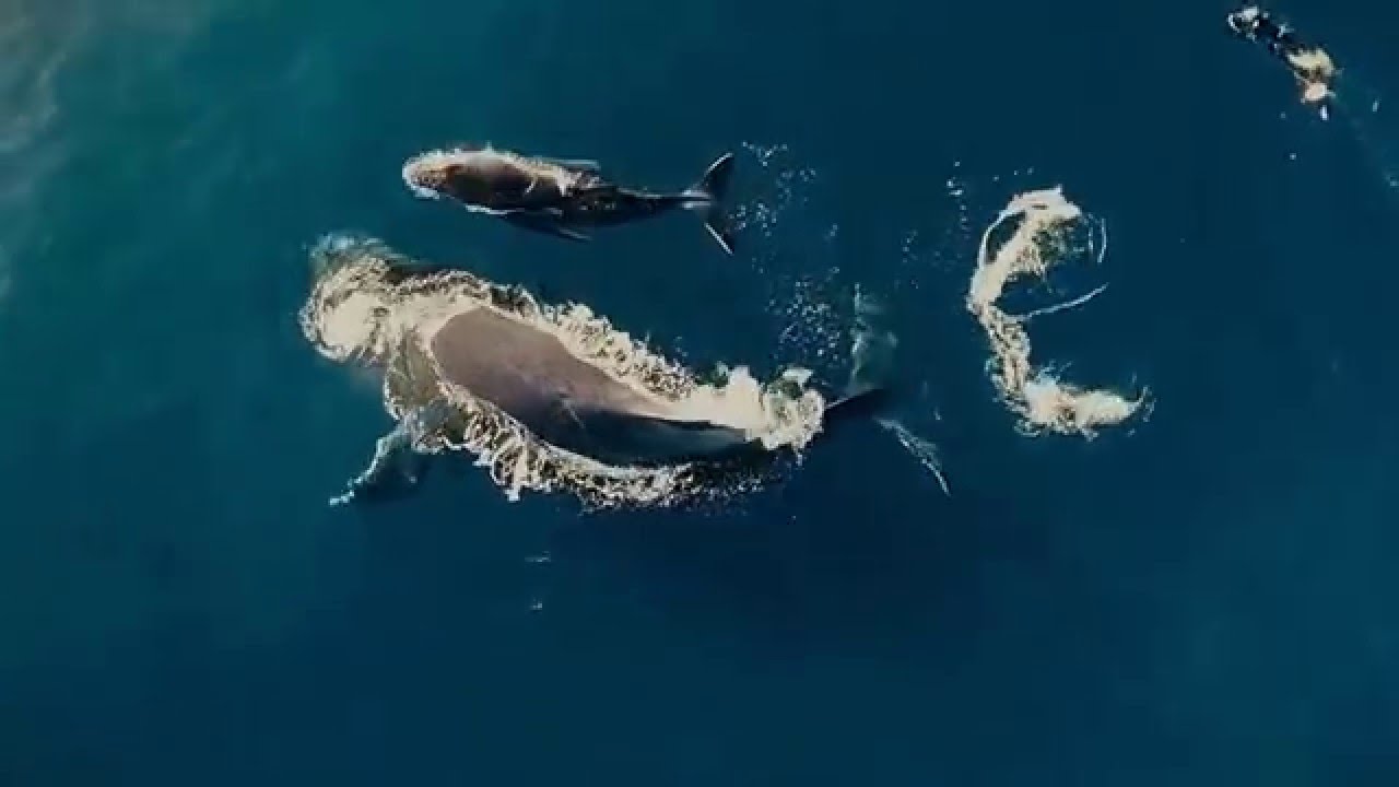 Breathtaking Drone Video of Réunion Island - Featured Creator Drone Visites