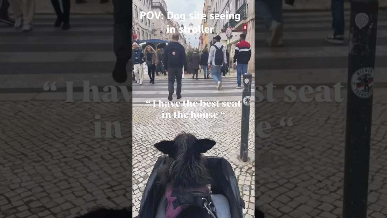 POV: Dog site seeing in Lisbon