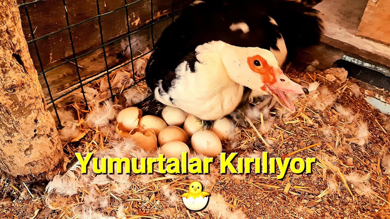 Kümes Açalım Dedik Amerikan Ördeği Çıkımına Denk Geldik🐣#amerikanördeğiyavrusu #kümesaçmak