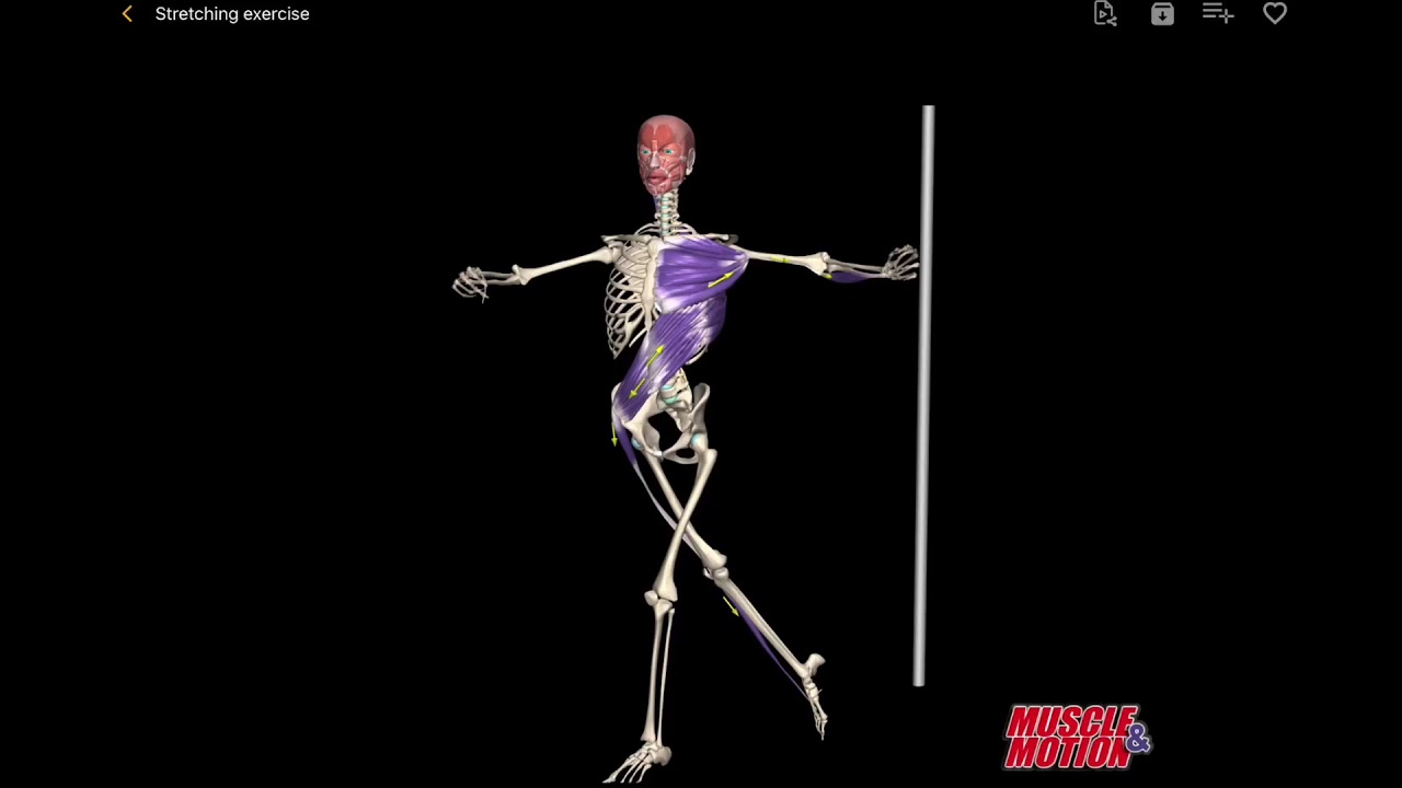 The Superficial Front Arm Line