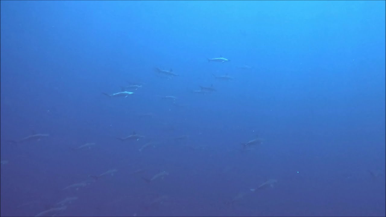 Diving Japan 2023 - Mikomoto Island - Hammerhead Sharks - Mikomoto Hammers