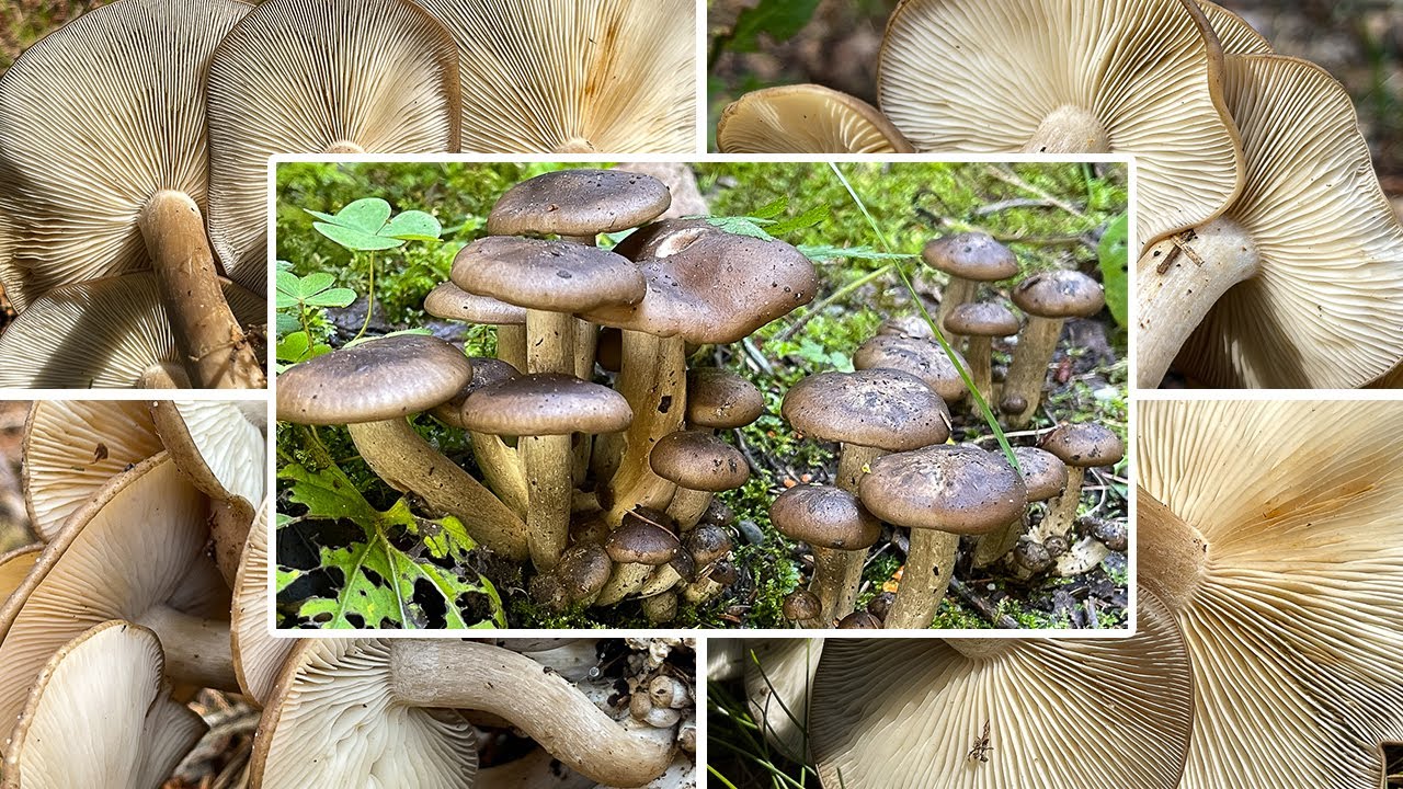Büscheliger Rasling Verwechselung & Portrait | Büschelrasling, Brauner Rasling | Lyophyllum decastes