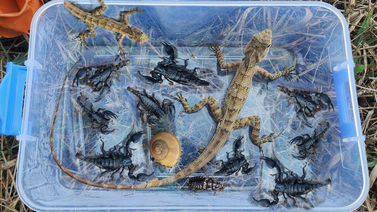 Finding The Dangerous Insects Scorpion, lizard, & more Insect Under Old Tree