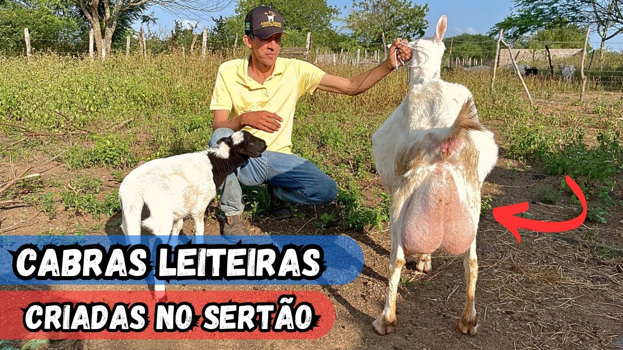 VEJA A CRIAÇÃO DE CABRAS LEITEIRAS DO AMIGO LULU DO RANCHO SANTA CECÍLIA #sertanejo