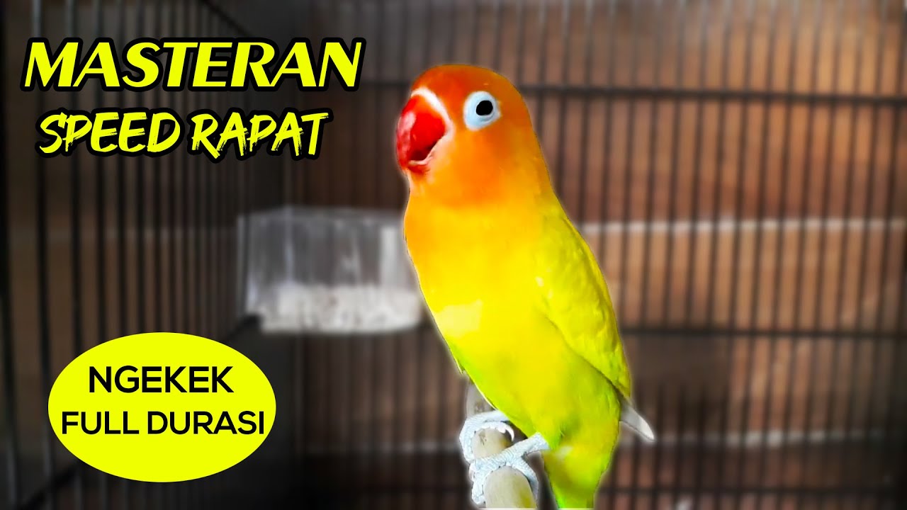 MASTERAN LB NGEKEK PANJANG SPEED RAPAT !!!!
