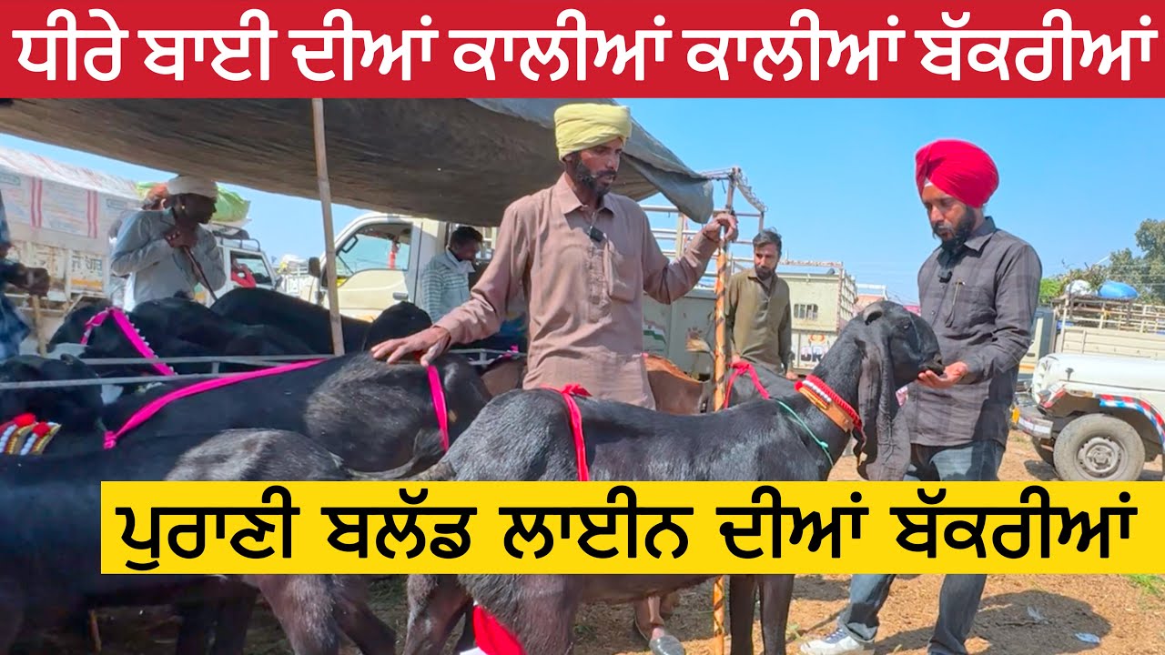 ਕਾਲੇਕੇ ਮੇਲੇ ਤੇ ਧੀਰੇ ਬਾਈ ਦੀਆਂ ਕਾਲੀਆਂ ਕਾਲੀਆਂ ਬੱਕਰੀਆਂ | Kaleke Bakri Mela 2025 #punjab #goats