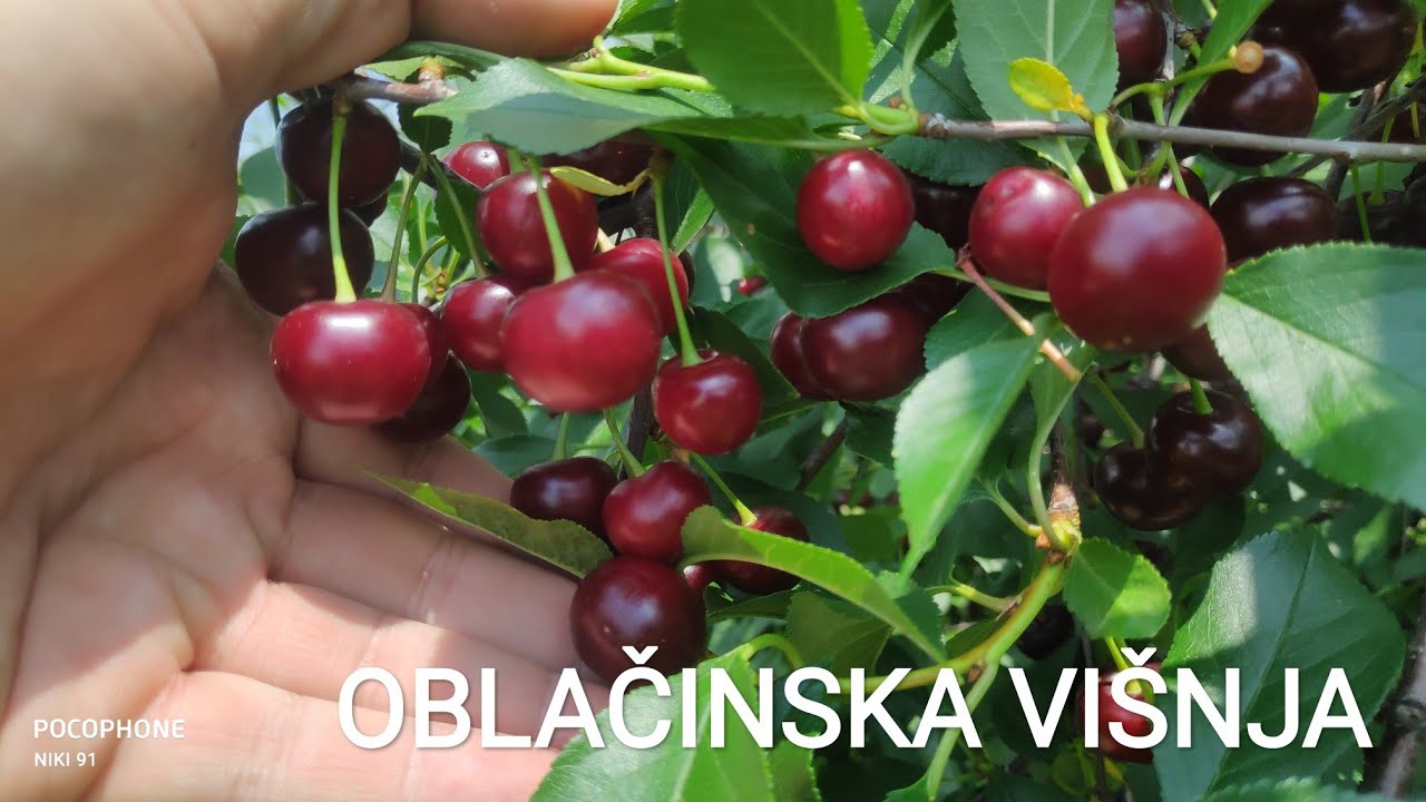 Kako izgleda  i kako se gaji višnja oblačinka
