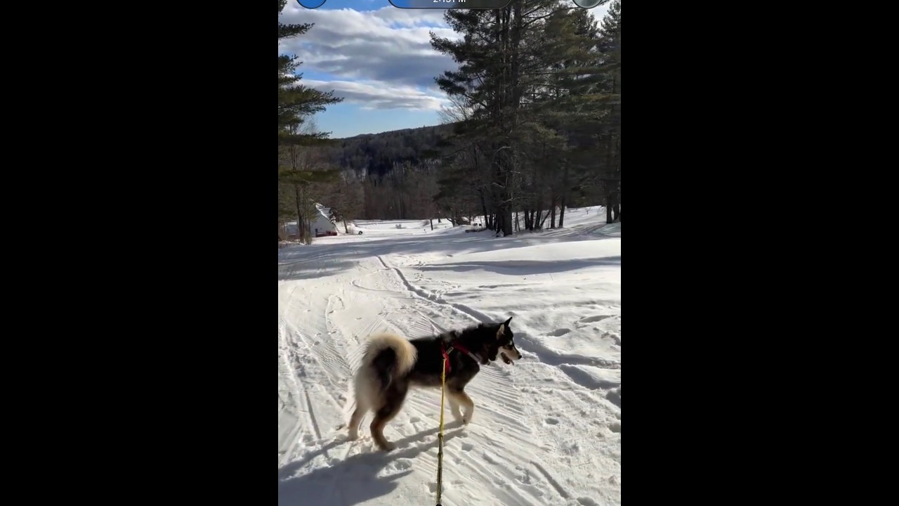 ‼️LIVE ‼️Snowstorm Night Skiing Alaskan Malamute ❄️🌨️#dog #nature #puppy #fun