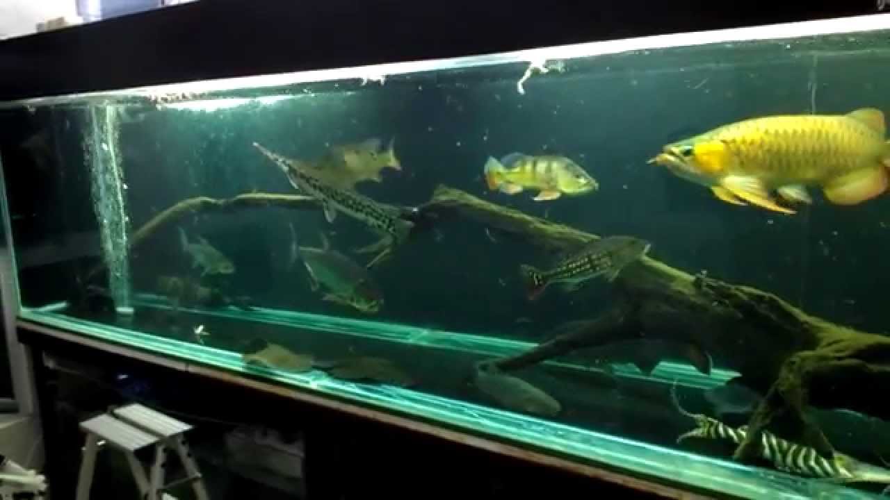 Predators tank feeding