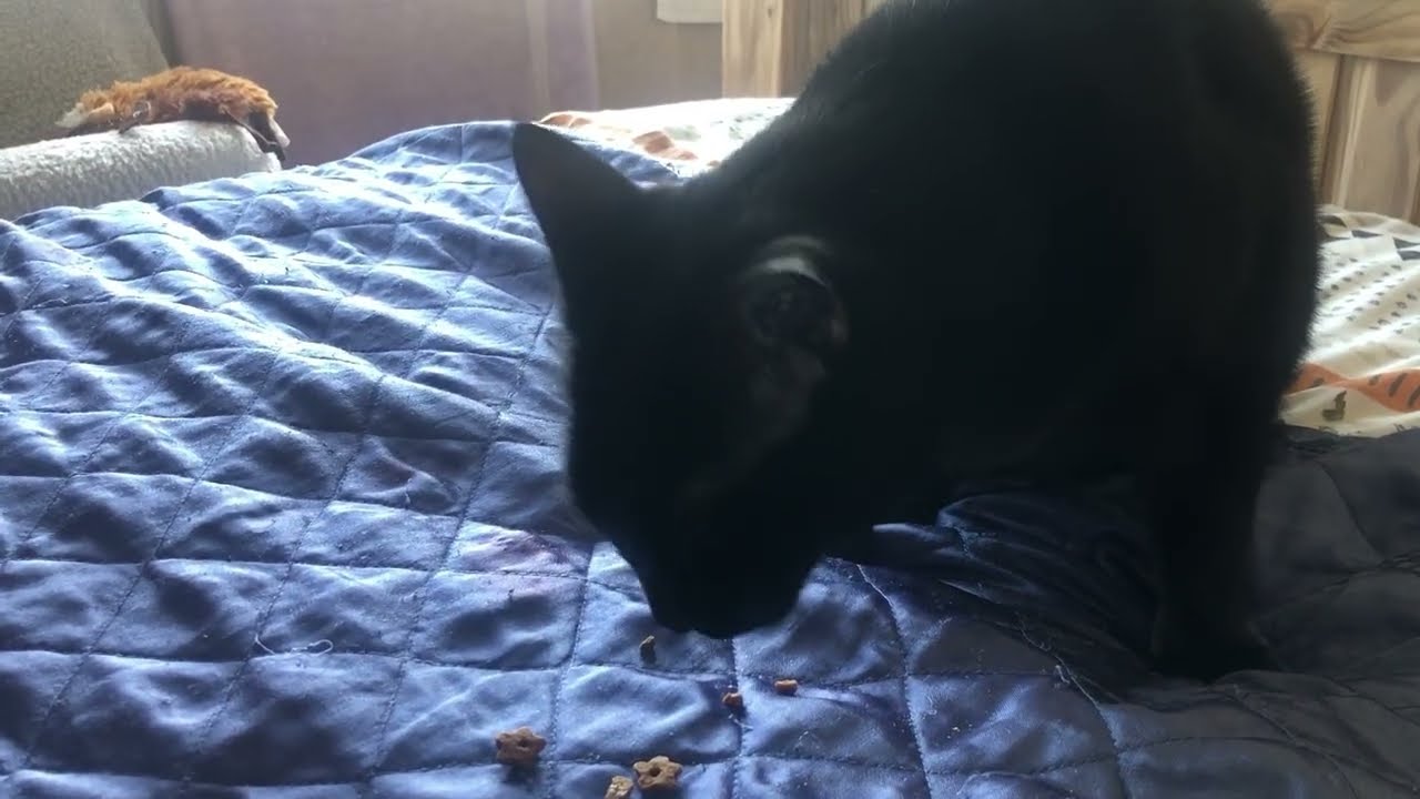 Dexter’s ASMR Wednesday..