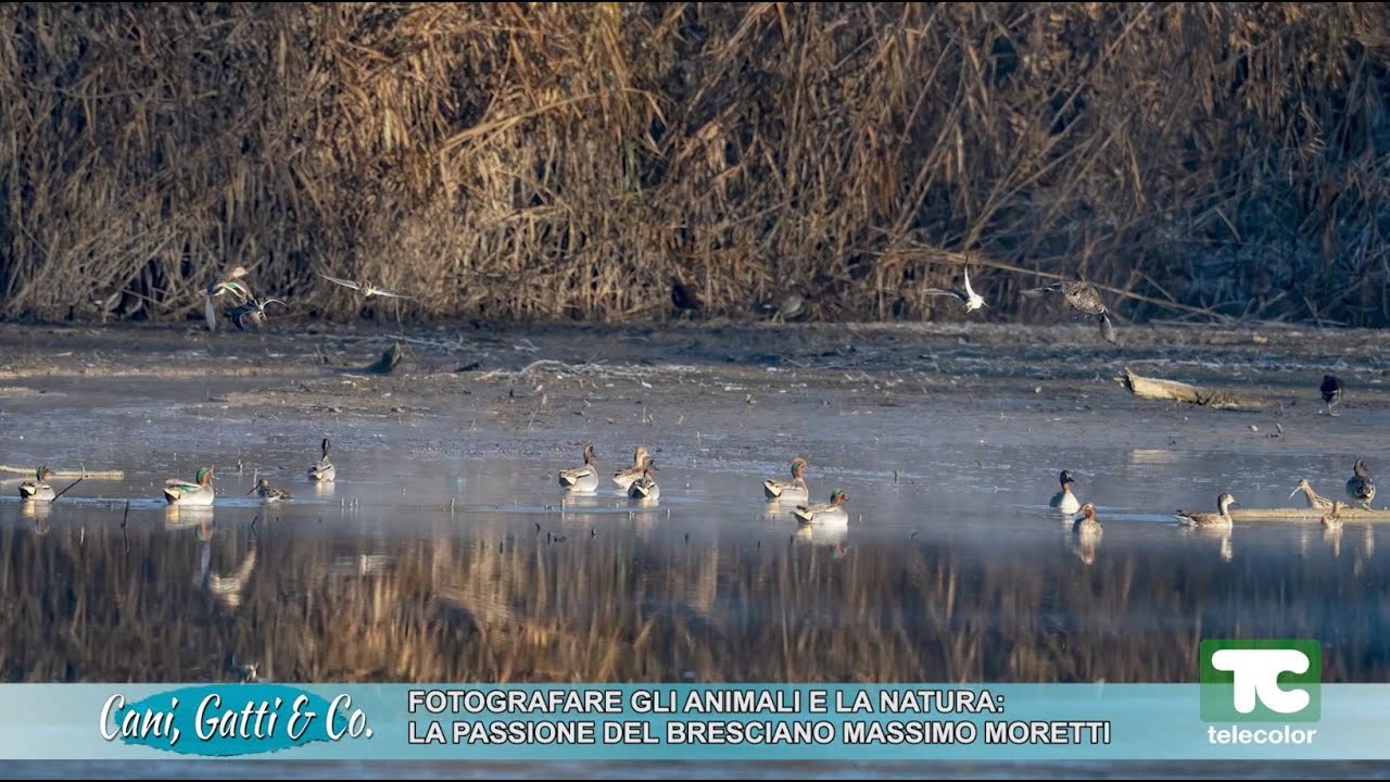 Fotografare gli animali e la natura: la passione del bresciano Massimo Moretti