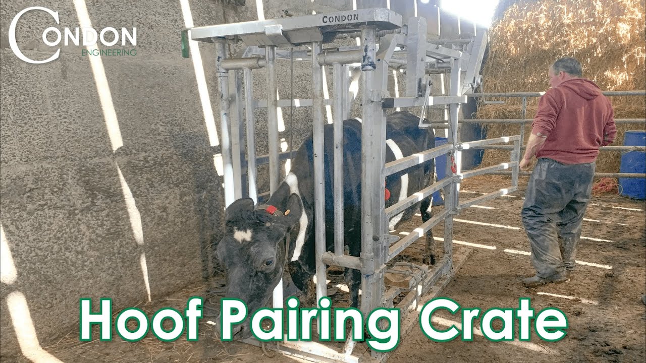 HOOF PARING CRATE |Condon Engineering