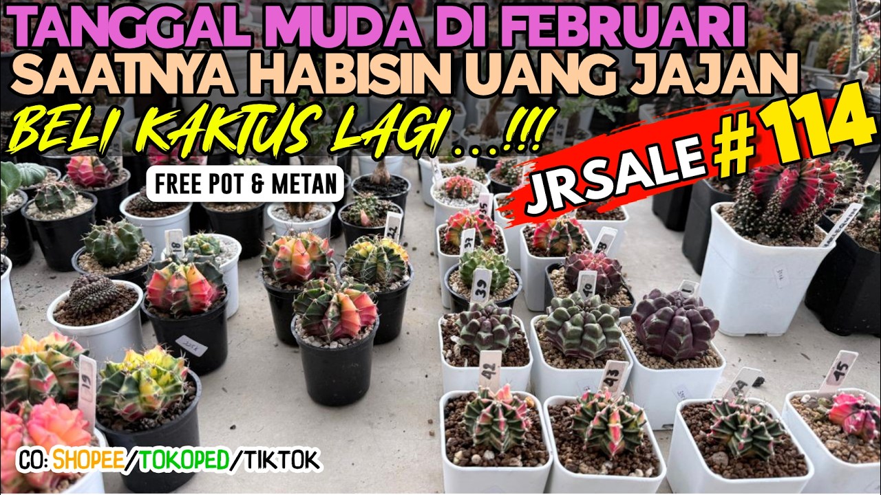 Saatnya Beli Kaktus Koleksi Di Tanggal Muda Harga Februari 2026