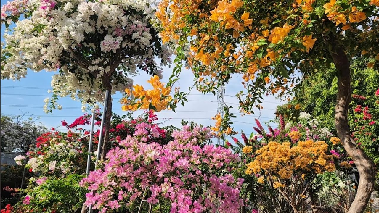 Ngắm hoa giấy đẹp khoe sắc 😇