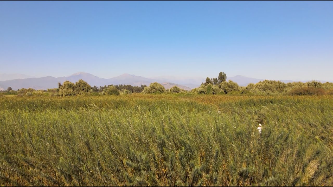 Cooperativa Mimbrales, cooperativa integral de artesanos y productores mimbreros de Chimbarongo.