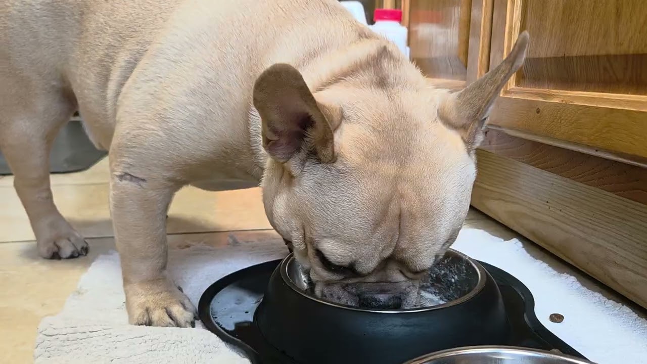 Stevie eating breakfast with milk
