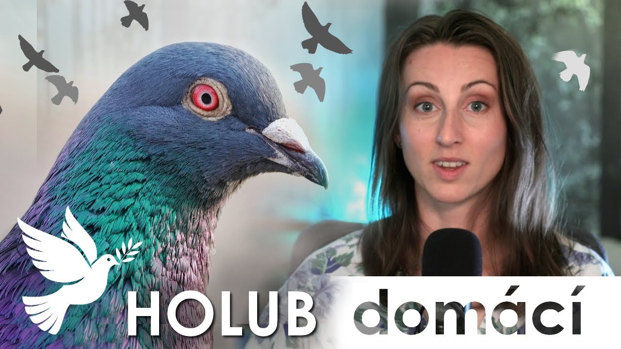 🔮 Válečný hrdina z ulice i láskyplný rodič 🪽 | Holub domácí 🕊️