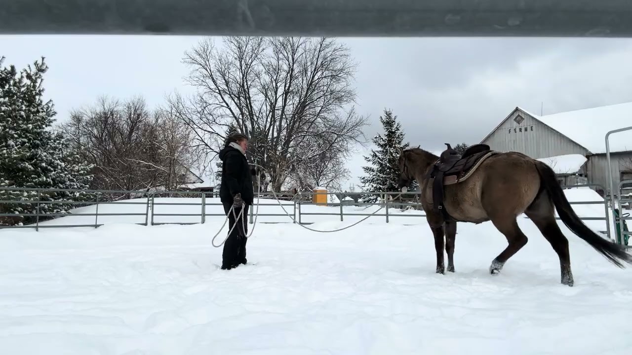 Meika 2 ans 9 mois - 11/02/2026 - première selle depuis l’hiver dernier -partie 1