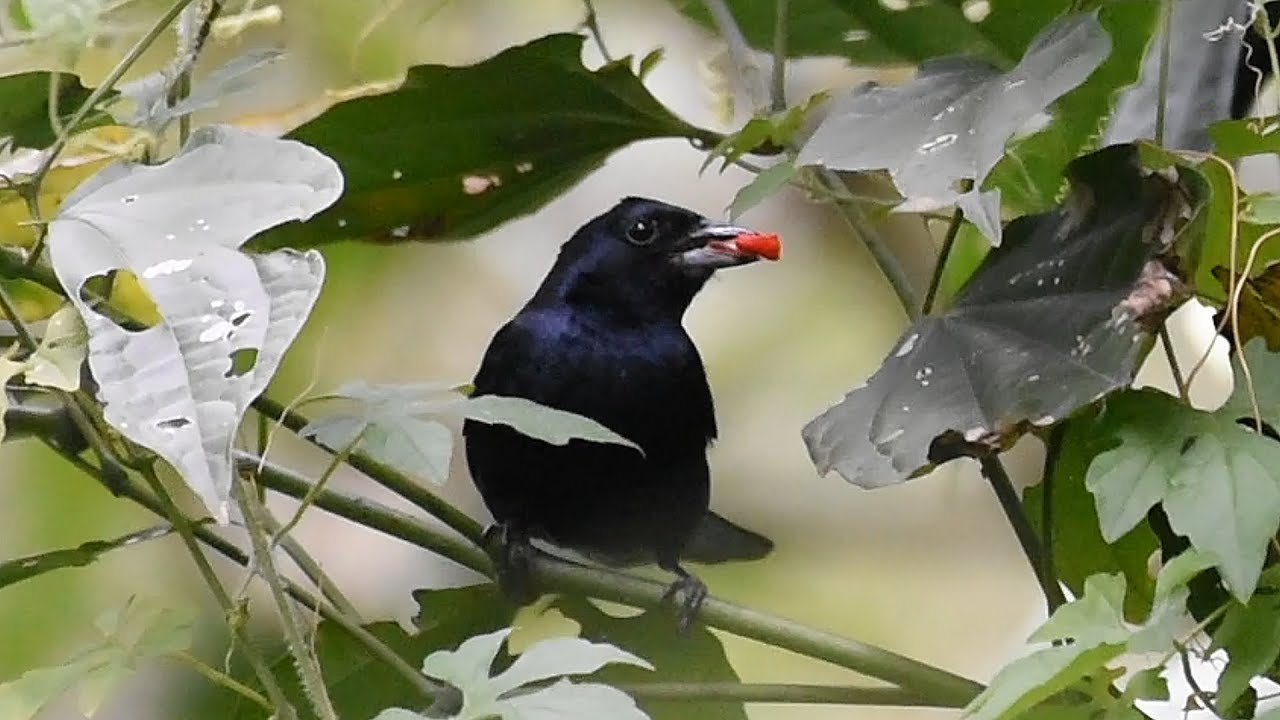Ruby-crowned Tanager singing steadily and feeding on St. Caetano's Melon in nature a showw !!