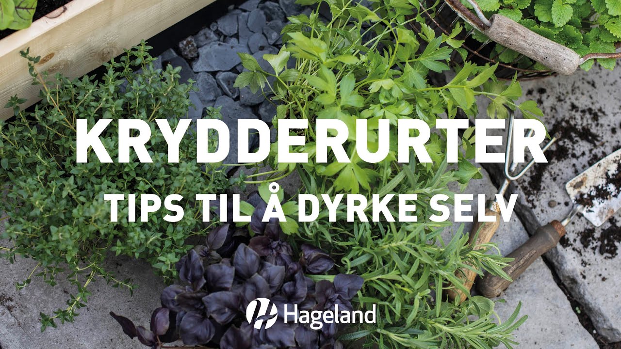 Krydderurtertips - til å dyrke selv
